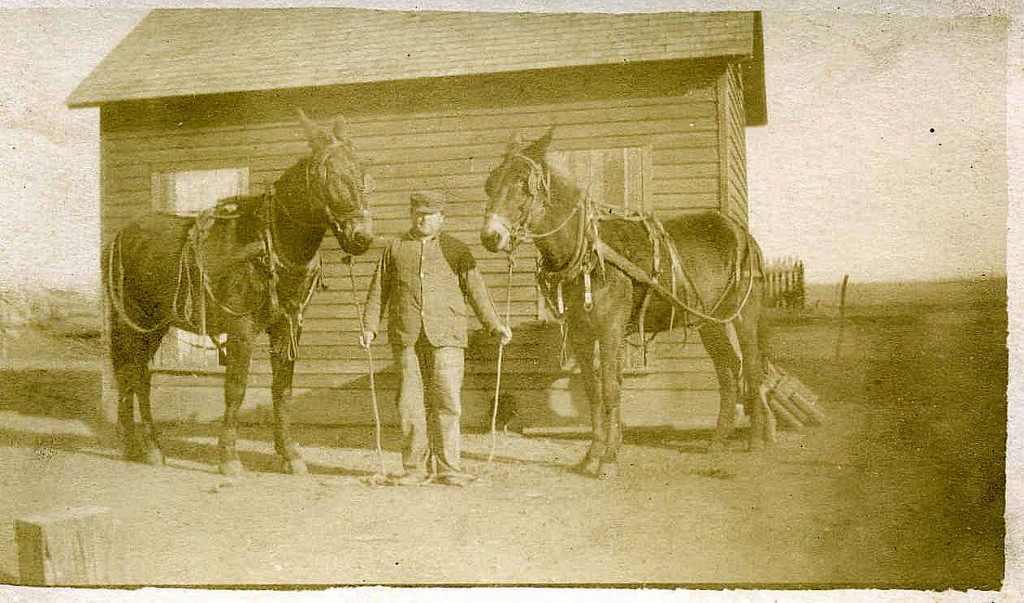 Warner Jones and his favorite team of mules