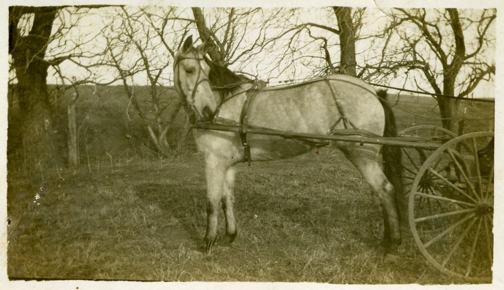 Constantine 'Tom' Breneman's Buggy Horse